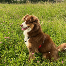 Belote profile
