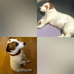 Fibi profile