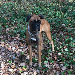 Milka profile