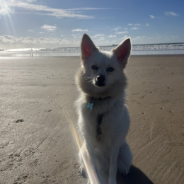 Suki profile