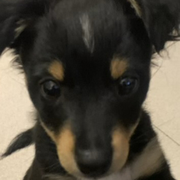 Sacha profile