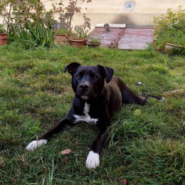 Moro profile
