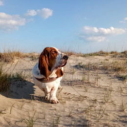 Cyril profile