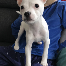 Yoda profile