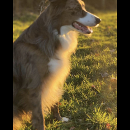 Syk profile