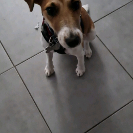 Doggo profile