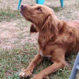 Oscar profile