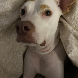Mia profile