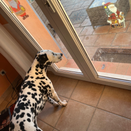 Casama profile