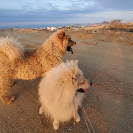 Samara anaid profile