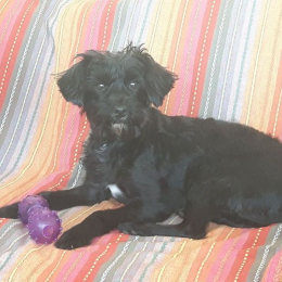 Bassam et pépito profile