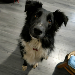 Nouki profile