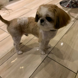 Doggo profile