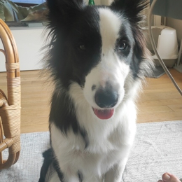 Doggo profile