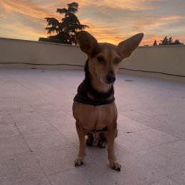 Rocky profile