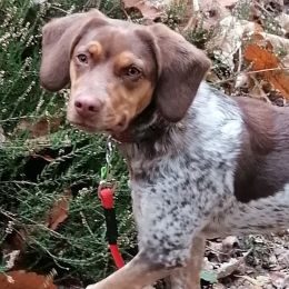 Umé profile