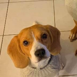 Lilo profile