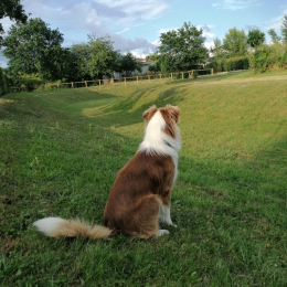 Saphir profile