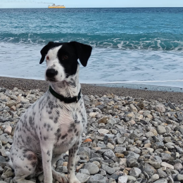 Laeti profile
