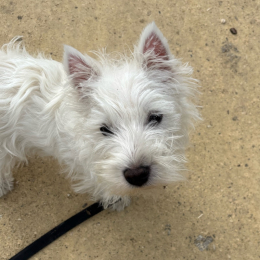 Teddy profile
