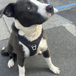 Wallace profile