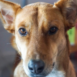 Bako profile