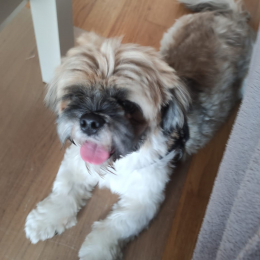 Doggo profile