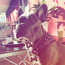 Kyzer profile