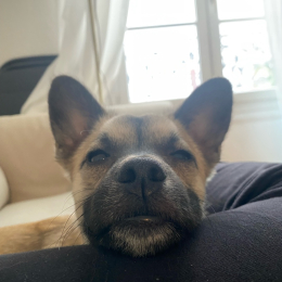 Néo profile