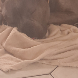 Thor profile