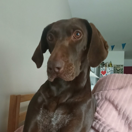 Polly profile