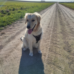 Doggo profile
