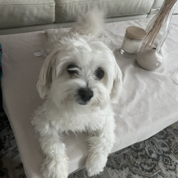 Milou profile