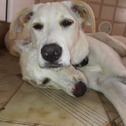 Cocco e spike profile