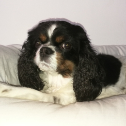 Noisette profile