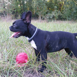 Nachos profile