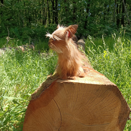Princesse profile