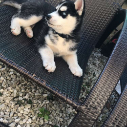 Wisky profile
