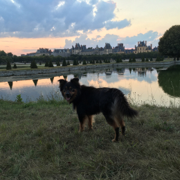 Enzo profile