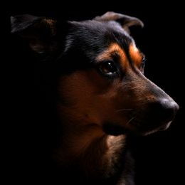Pakito profile