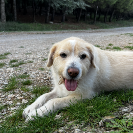 Olaf profile