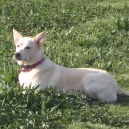 Calie profile