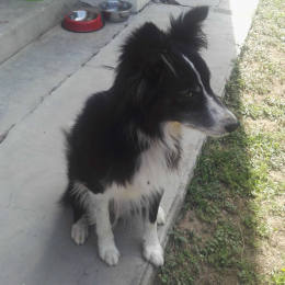 Echo profile