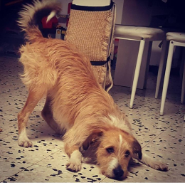 Doggo profile
