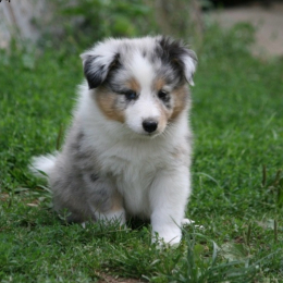 Valentin profile