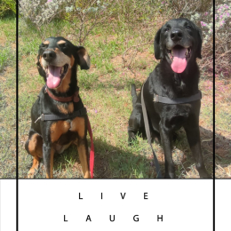 Patch et kawa profile