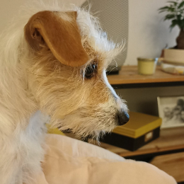 Molly profile