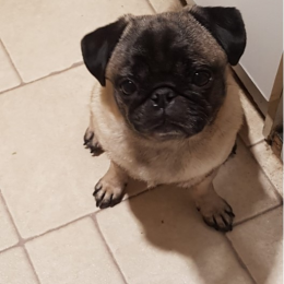 Jaja profile