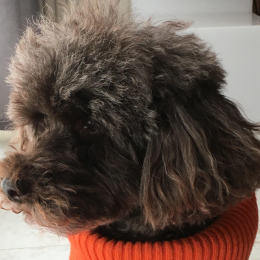 Achille profile