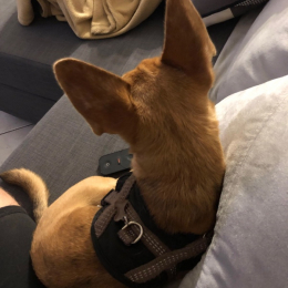 Bowie profile
